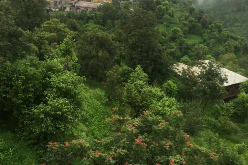 Valley View Family Unit Kasauli Exterior foto